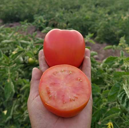 tomate Megalotom
